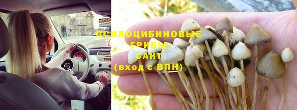 прущие грибы Алексин